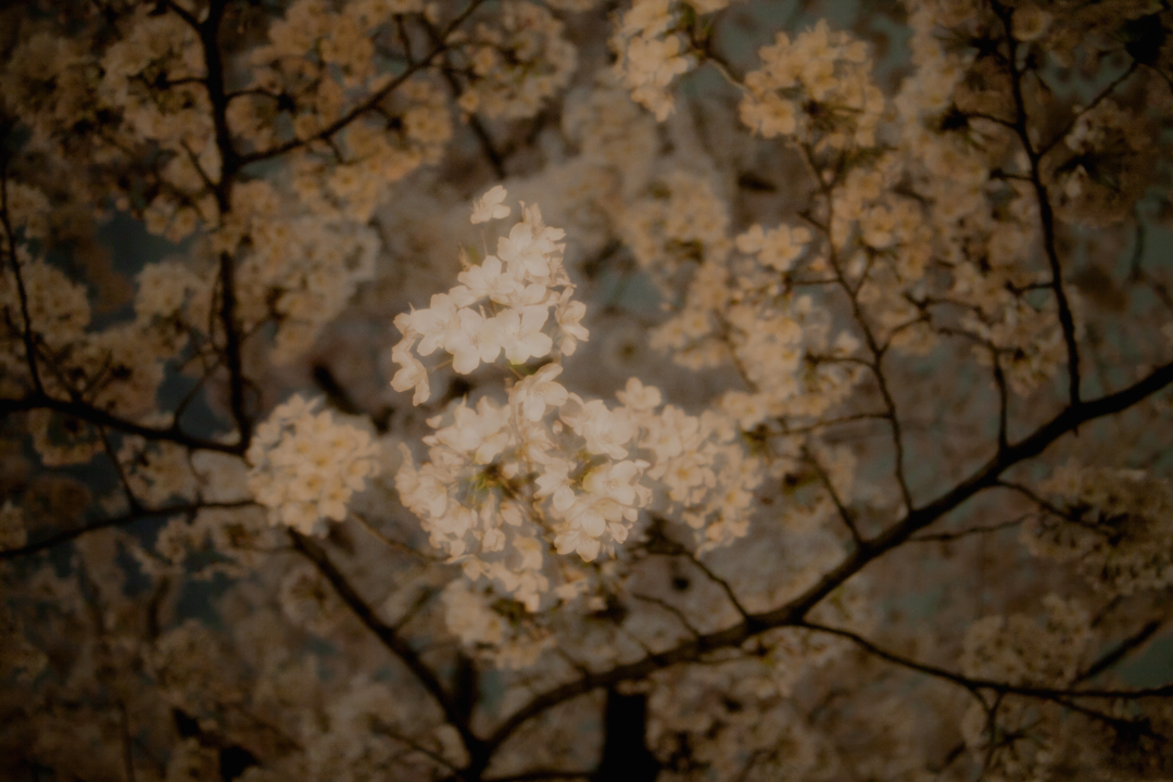 夜桜