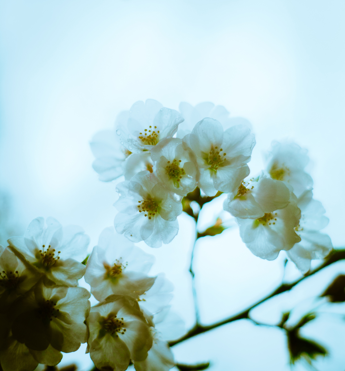 嵐の中で桜を見ている